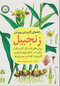 راهنمای کاربردی پرورش زنجبیل روشهای کشت کار بافت ترکیبات تکنولوژی فراوری کاربردها آفات وبیماریها